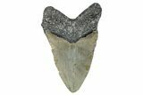 Fossil Megalodon Tooth - North Carolina #275548-2